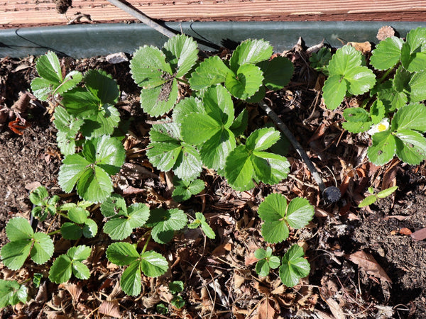 A few plants, full sun