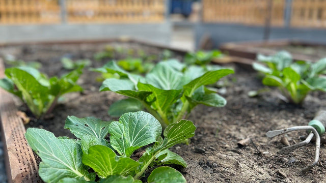 What the Garden Does for a Busy Mind