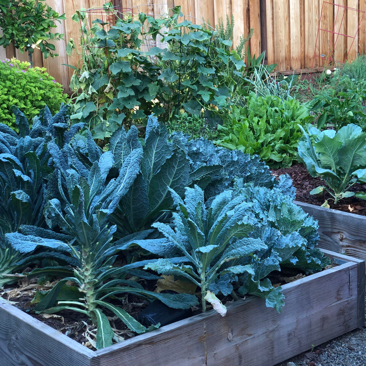 Thriving home vegetable garden with lush kale and mixed greens growing in wooden raised garden bed backyard urban gardening