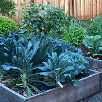 All Garden | Invest in You