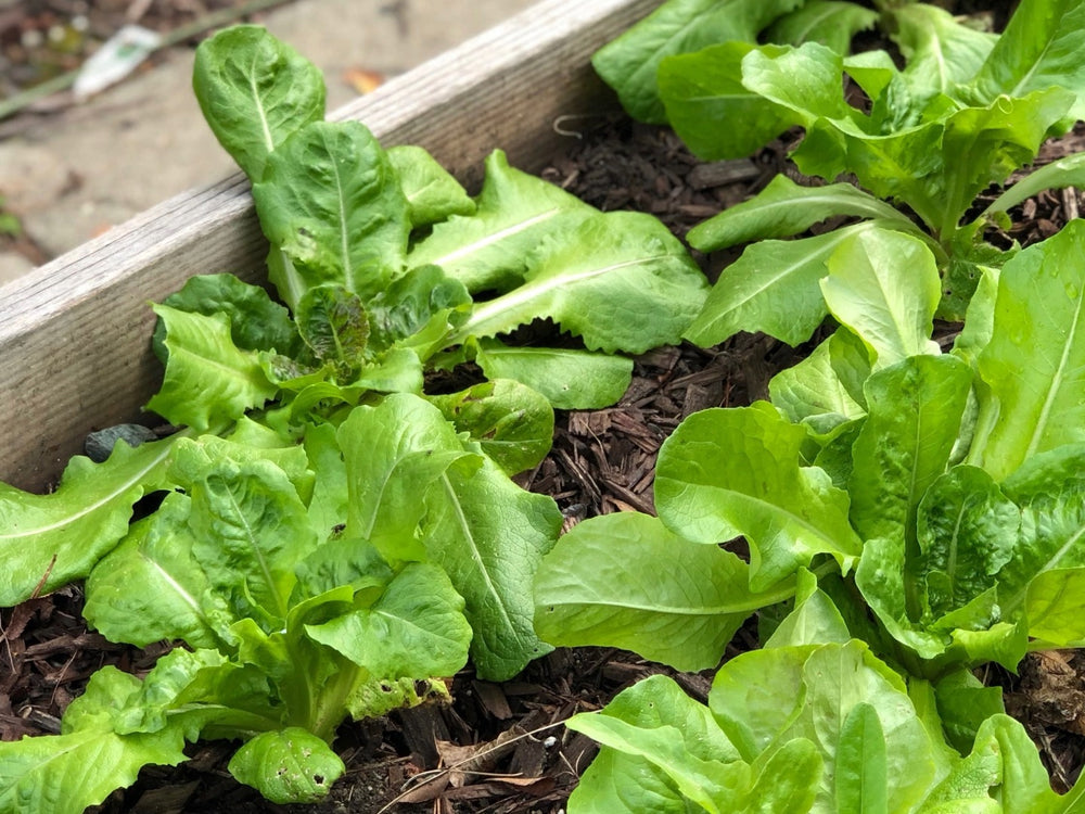 Close-up of healthy green leafy plants growing in a garden bed