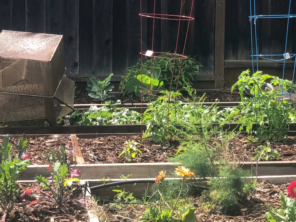 Home garden with raised beds and plants at different stages of growth