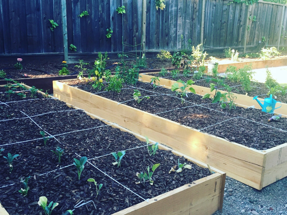 Rows of raised garden beds outdoors in the sunlight