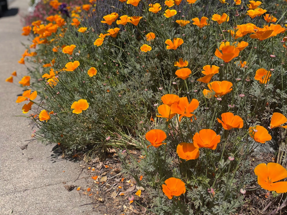 Bright orange flowers blooming throughout a garden bed