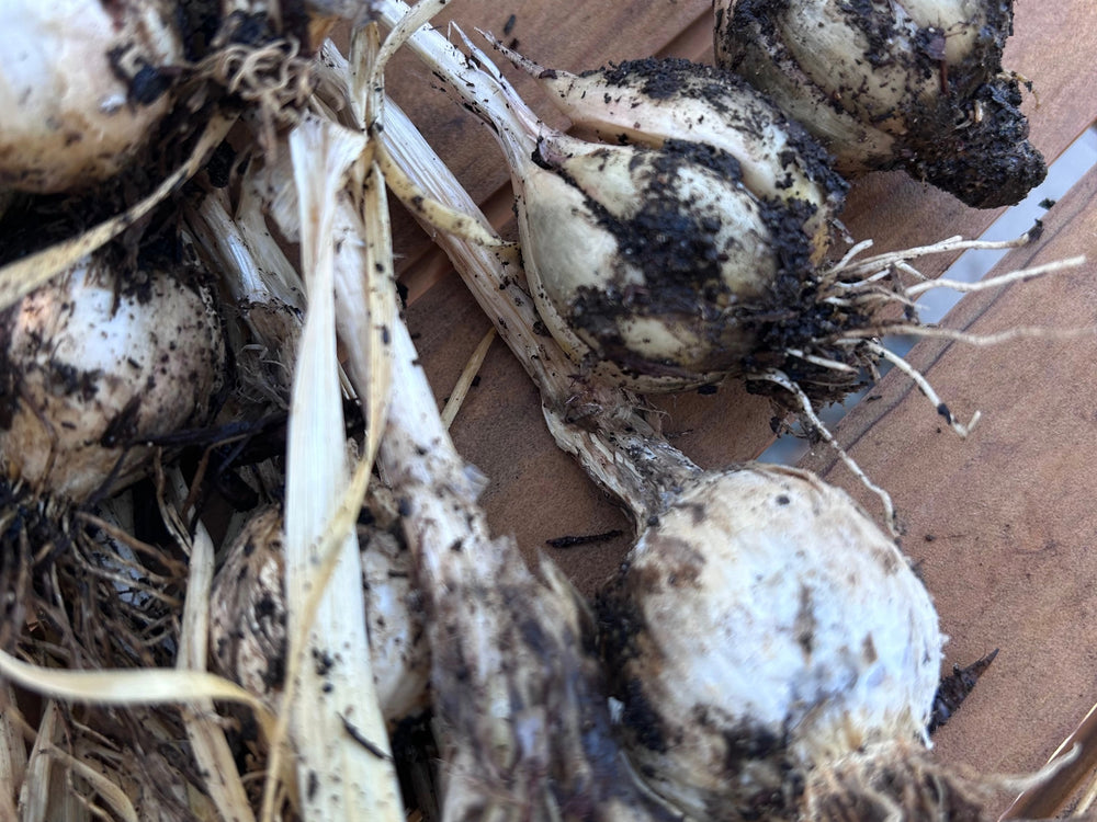 Freshly harvested garlic bulbs with stems and roots