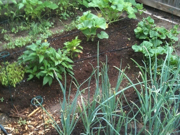 Green shoots emerge