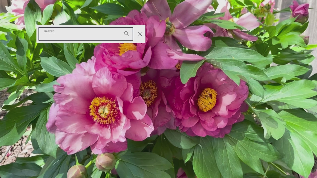 Load video: Spring &amp; Summer | Breadcoins.com